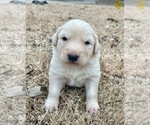 Small Photo #2 Maremma Sheepdog Puppy For Sale in LECOMPTON, KS, USA