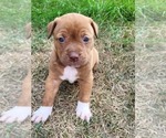 Puppy 4 American Pit Bull Terrier-American Staffordshire Terrier Mix