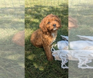 Cavapoo Puppy for sale in GOSHEN, IN, USA