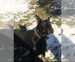 Small Photo #1 Doberman Pinscher Puppy For Sale in BRYANT, IN, USA
