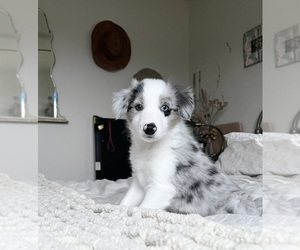 Border Collie Puppy for sale in HOOD RIVER, OR, USA