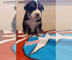 Border Collie Dogs for adoption in Holly Springs, NC, USA