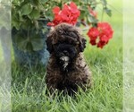 Small Poodle (Miniature)