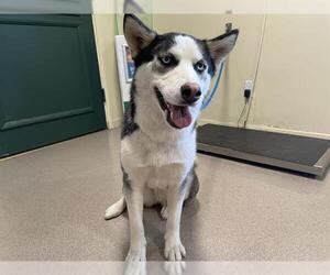 Siberian Husky Dogs for adoption in Pasadena, CA, USA