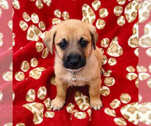 Medium Photo #4 Chihuahua-Unknown Mix Puppy For Sale in San Diego, CA, USA