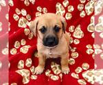 Small #3 Chihuahua Mix