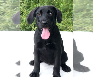 Labrador Retriever-Unknown Mix Dogs for adoption in FRAMINGHAM, MA, USA