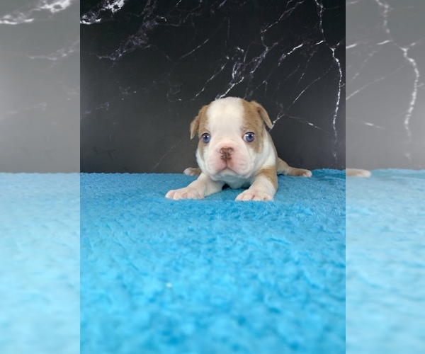 Medium Photo #16 Boston Terrier Puppy For Sale in TULARE, CA, USA