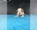 Small #15 Boston Terrier