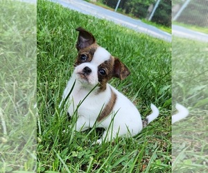 Chihuahua Puppy for sale in MOUNT AIRY, NC, USA