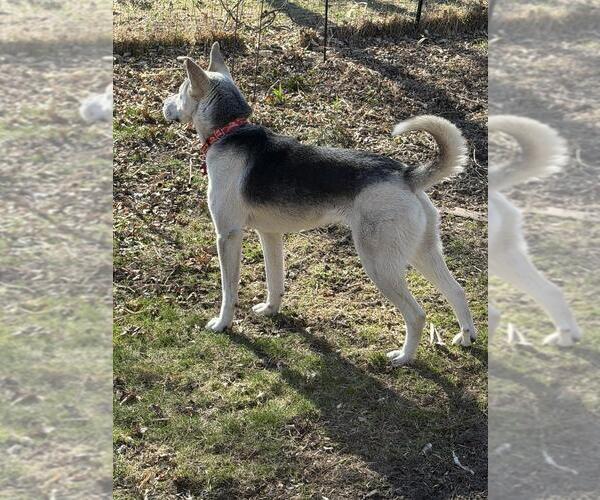 Medium Photo #4 Gerberian Shepsky Puppy For Sale in Andover, MN, USA