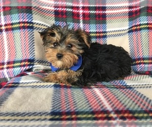 Yorkshire Terrier Puppy for sale in NEW PROVIDENCE, PA, USA