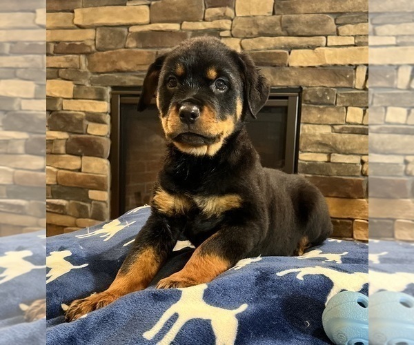 Medium Photo #3 Rottweiler Puppy For Sale in NOBLESVILLE, IN, USA