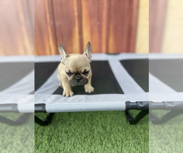 Medium Photo #15 French Bulldog Puppy For Sale in OCEANSIDE, CA, USA