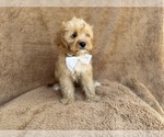 Small #9 Cavapoo (Miniature)