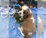 Small #5 Cavalier King Charles Spaniel