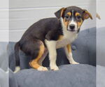 Small #3 Mutt