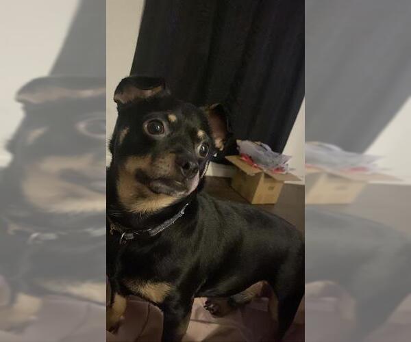 Medium Photo #1 Chihuahua Puppy For Sale in San Antonio, TX, USA