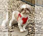 Small #1 Shih Tzu