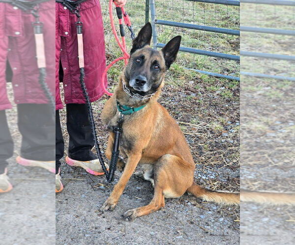 Medium Photo #3 Mutt Puppy For Sale in Stevens Point, WI, USA