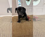 Small #3 Staffordshire Bull Terrier Mix