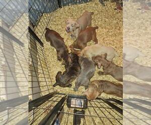 Cane Corso Puppy for Sale in SYLVANIA, Ohio USA