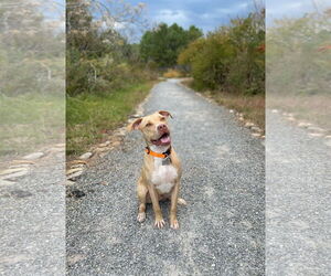 Mutt Dogs for adoption in Holly Springs, NC, USA