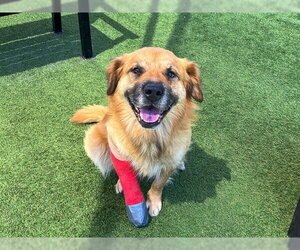Shepradors Dogs for adoption in Orange, CA, USA