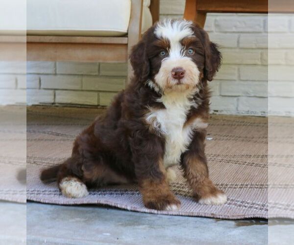 Medium Photo #3 Bernedoodle (Miniature) Puppy For Sale in LANCASTER, PA, USA