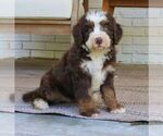 Small #2 Bernedoodle (Miniature)