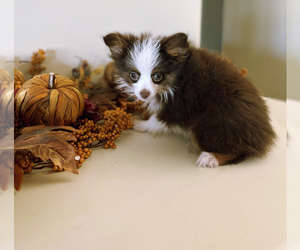Miniature Australian Shepherd Puppy for sale in SCOTTSDALE, AZ, USA