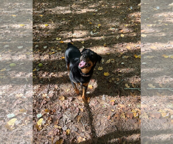 Medium Photo #3 Rottweiler Puppy For Sale in York, SC, USA