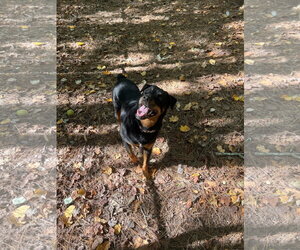Juno - Female Rottweiler Dog for Adoption - Photo #3