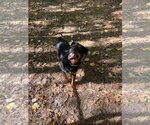 Small Photo #3 Rottweiler Puppy For Sale in York, SC, USA