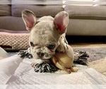 Small #1 French Bulldog
