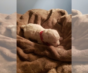 Bichon Frise Dog for Adoption in NASHVILLE, Georgia USA