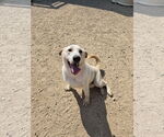 Small Retriever  Mix