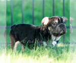 Small #5 French Bulldog
