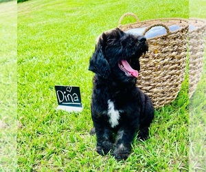 Sheepadoodle Puppy for Sale in PICAYUNE, Mississippi USA