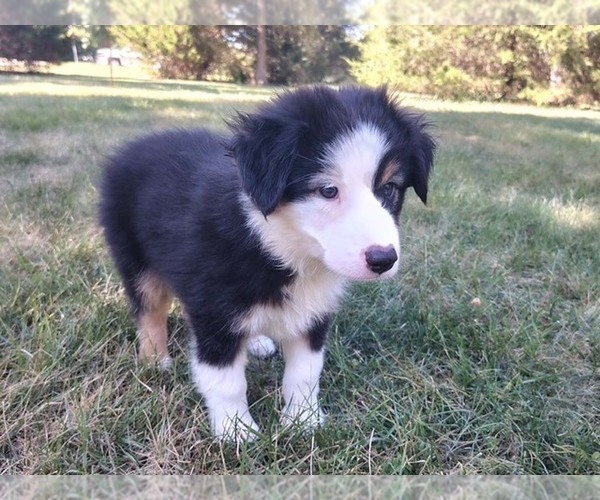 Medium Photo #2 Miniature Australian Shepherd Puppy For Sale in WENTZVILLE, MO, USA
