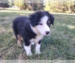 Small #1 Miniature Australian Shepherd
