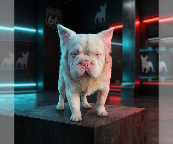 Medium Photo #1 French Bulldog Puppy For Sale in OKLAHOMA CITY, OK, USA