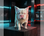 Small Photo #1 French Bulldog Puppy For Sale in OKLAHOMA CITY, OK, USA