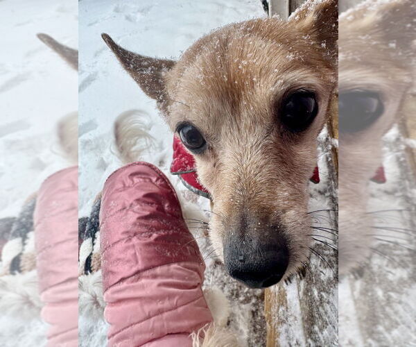 Medium Photo #3 Chihuahua-Unknown Mix Puppy For Sale in Mooresville, NC, USA