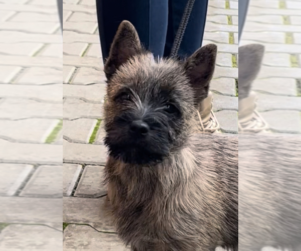 Medium Photo #4 Cairn Terrier Puppy For Sale in Targu-Mures, Mures, Romainia