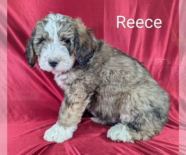 Medium Photo #8 Bernedoodle Puppy For Sale in CANON CITY, CO, USA