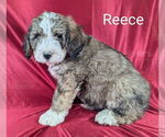 Small Photo #8 Bernedoodle Puppy For Sale in CANON CITY, CO, USA