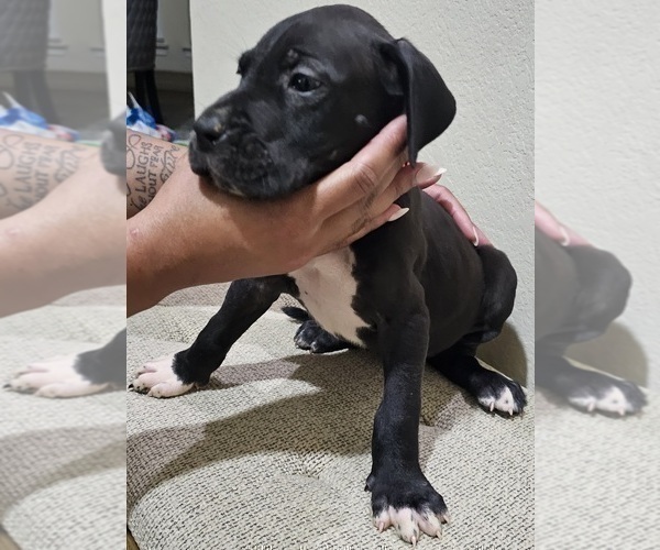 Medium Photo #2 Great Dane Puppy For Sale in FORNEY, TX, USA