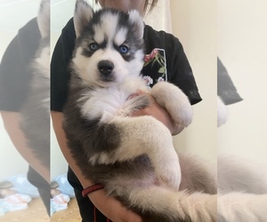 Siberian Husky Puppy for sale in PAHRUMP, NV, USA