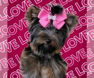 Mother of the Yorkshire Terrier puppies born on 02/15/2025